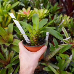 Neoregelia ampullacea – Mini broméliacée tropicale colorée | JungleBox