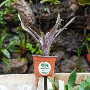 Neoregellia ampullacea purpurea