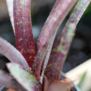 Neoregellia ampullacea purpurea gros plan