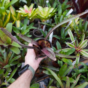 Neoregellia ampullacea purpurea – Broméliacée compacte pour terrarium