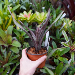 Neoregellia ampullacea purpurea – Broméliacée compacte pour terrarium