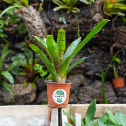 Neoregelia betty head