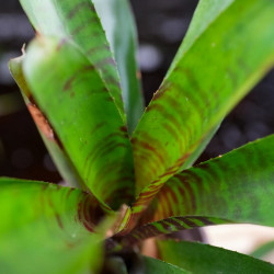 Neoregelia ‘Betty Head’ – Broméliade colorée pour terrariums et intérieurs tropicaux