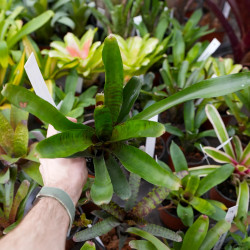 Neoregelia ‘Betty Head’ – Broméliade colorée pour terrariums et intérieurs tropicaux