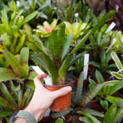 Neoregelia ‘Betty Head’ – Broméliade colorée pour terrariums et intérieurs tropicaux