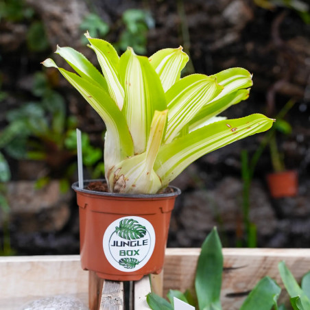 Neoregelia  tricolor