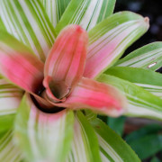 Neoregelia  tricolor gros plan