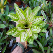 Neoregelia  tricolor vue de dessus