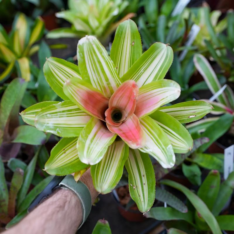 Neoregelia ‘Tricolor’ – Colorful Tropical Bromeliad for Terrariums & Interiors