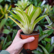 Neoregelia 'Tricolor' – Broméliacée tropicale colorée | JungleBox