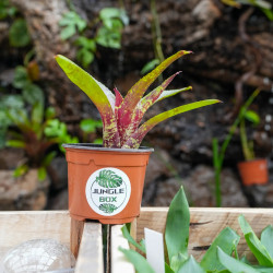 Neoregelia ‘Demeter’ – Broméliade tropicale colorée pour terrariums et intérieurs