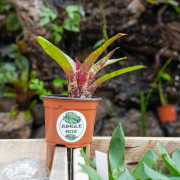 Neoregelia ‘Demeter’ – Broméliade tropicale colorée pour terrariums et intérieurs