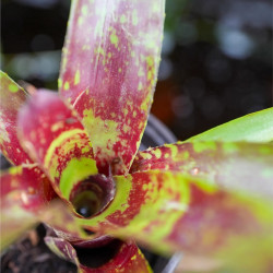 Neoregelia demeter vue de dessus