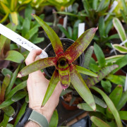 Neoregelia ‘Demeter’ – Broméliade tropicale colorée pour terrariums et intérieurs