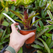 Neoregelia ‘Demeter’ – Broméliade tropicale colorée pour terrariums et intérieurs