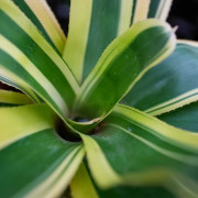 neoregelia verte et blanche pour terrarium