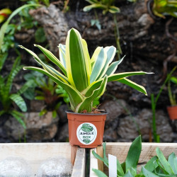 Neoregelia flandria