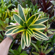 neoregelia verte et blanche pour terrarium