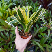 neoregelia verte et blanche pour terrarium