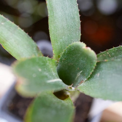 Neoregelia irina vue de dessus