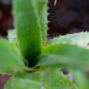 Neoregelia Mooreana – Broméliacée exotique | JungleBox