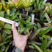 Neoregelia Mooreana – Broméliacée exotique | JungleBox