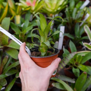 Neoregelia Mooreana – Broméliacée exotique | JungleBox