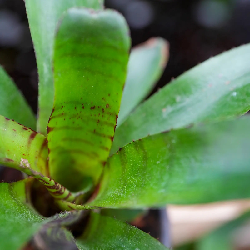 neoregelia punctatissima  verte tigrée