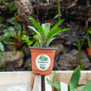 neoregelia punctatissima  verte tigrée