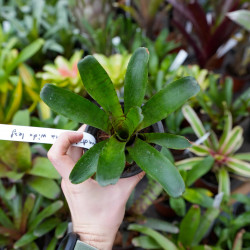 neoregelia punctatissima  verte tigrée