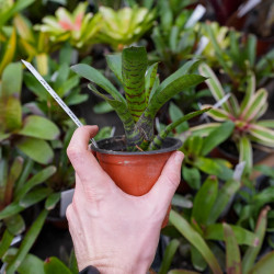 neoregelia punctatissima  verte tigrée