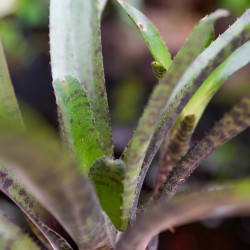 Neoregelia rubrifolia – Broméliacée tropicale rouge pour terrarium | JungleBox