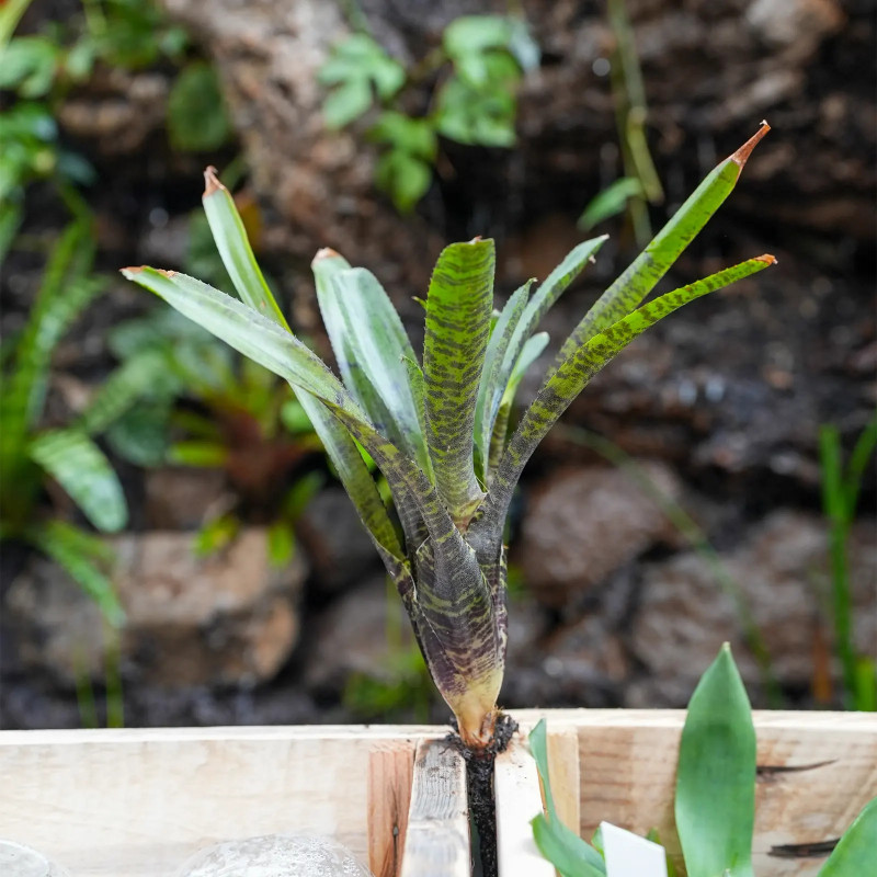 Neoregelia rubrifolia