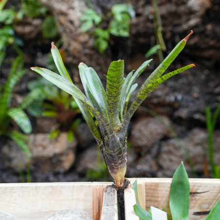 Neoregelia rubrifolia