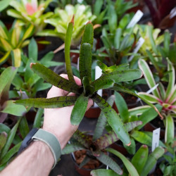 Neoregelia rubrifolia – Broméliacée tropicale rouge pour terrarium | JungleBox
