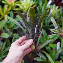 Neoregelia rubrifolia – Broméliacée tropicale rouge pour terrarium | JungleBox