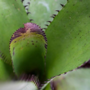 Neoregelia silvomontana – Broméliacée rare pour terrarium & intérieur | JungleBox