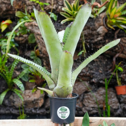 Neoregelia silvomontana