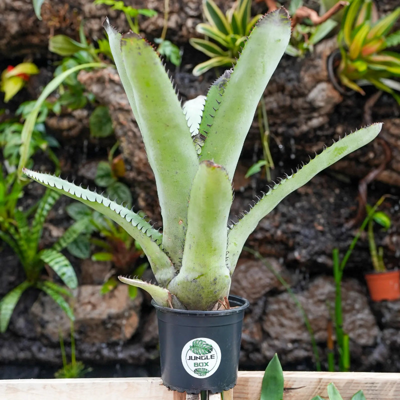 Neoregelia silvomontana