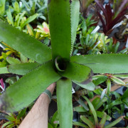 Neoregelia silvomontana – Broméliacée rare pour terrarium & intérieur | JungleBox