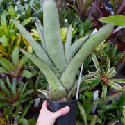 Neoregelia silvomontana – Broméliacée rare pour terrarium & intérieur | JungleBox