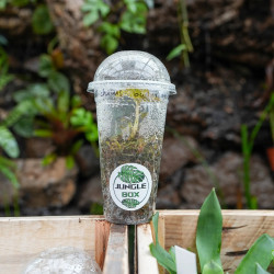 Orchidée bijou Anoectochilus burmannicus – Feuillage cuivré rare | JungleBox