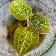 Anoectochilus burmannicus – Rare Jewel Orchid with Copper Veins | JungleBox