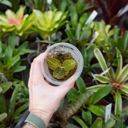 Orchidée bijou Anoectochilus burmannicus – Feuillage cuivré rare | JungleBox