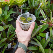 Anoectochilus burmannicus – Rare Jewel Orchid with Copper Veins | JungleBox