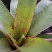 Vriesea botafogensis
