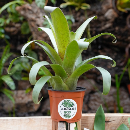 Vriesea botafogensis