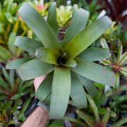 Vriesea botafogensis