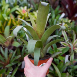 Vriesea botafogensis