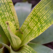 Vriesea gigantea nova une pièce maitresse pour terrarium planté